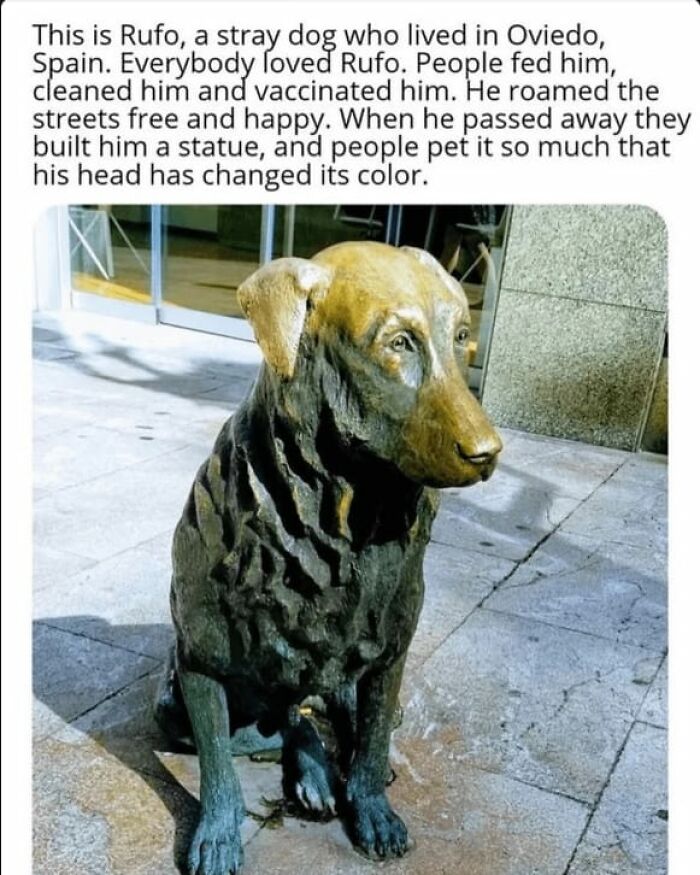 Statue of a beloved stray dog in Oviedo, Spain, with a color-changed head from people petting it often, cute dogs posts.