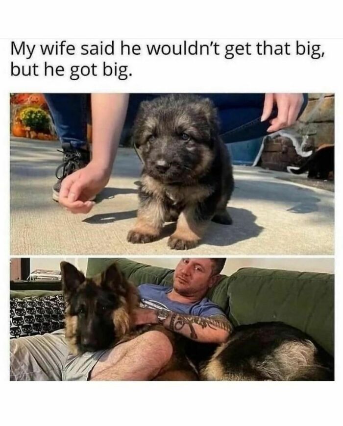 Cute dogs posts showing a German Shepherd puppy growing into a large, loyal companion next to his owner on a couch.