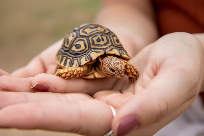 Small tortoise with a patterned shell being gently held in hands, one of the most bizarre things seen through a neighbor’s window.
