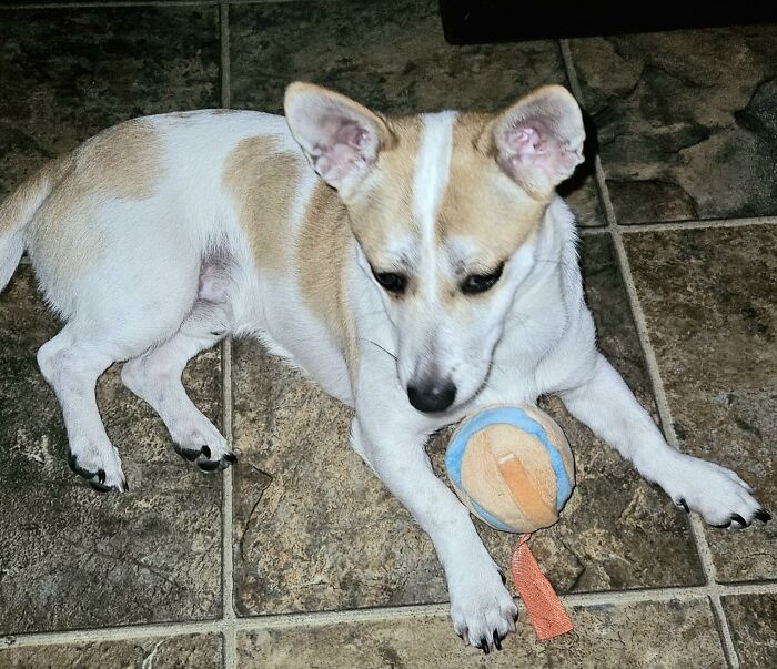 The Soul-Crushing Guilt You Feel Every Time Your Dog Stares At You, Begging To Play While You're In A Meeting, Can Now Be Outsourced To This Motion Activated Interactive Dog Ball 
