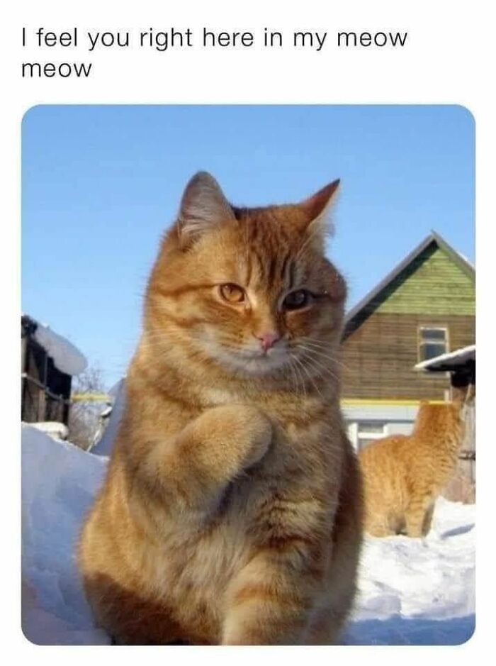Cute orange cat outdoors in snow, captioned with a sweet animal meme expressing empathy and a playful meow gesture.