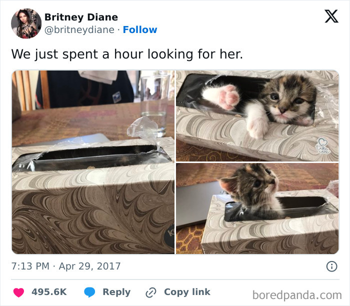 Kitten hiding inside a patterned tissue box showing weird little guy behavior in a playful and curious pose.