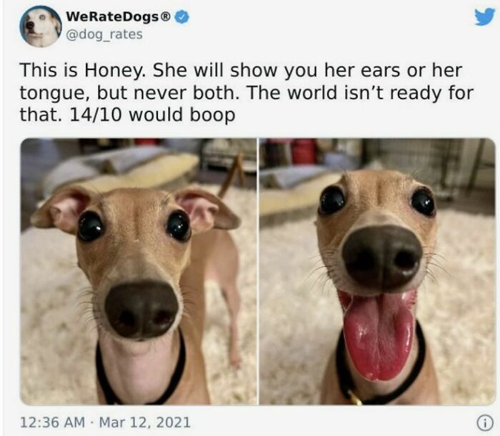 Two close-up photos of a cute dog showing either her ears or her tongue for cute dogs posts.
