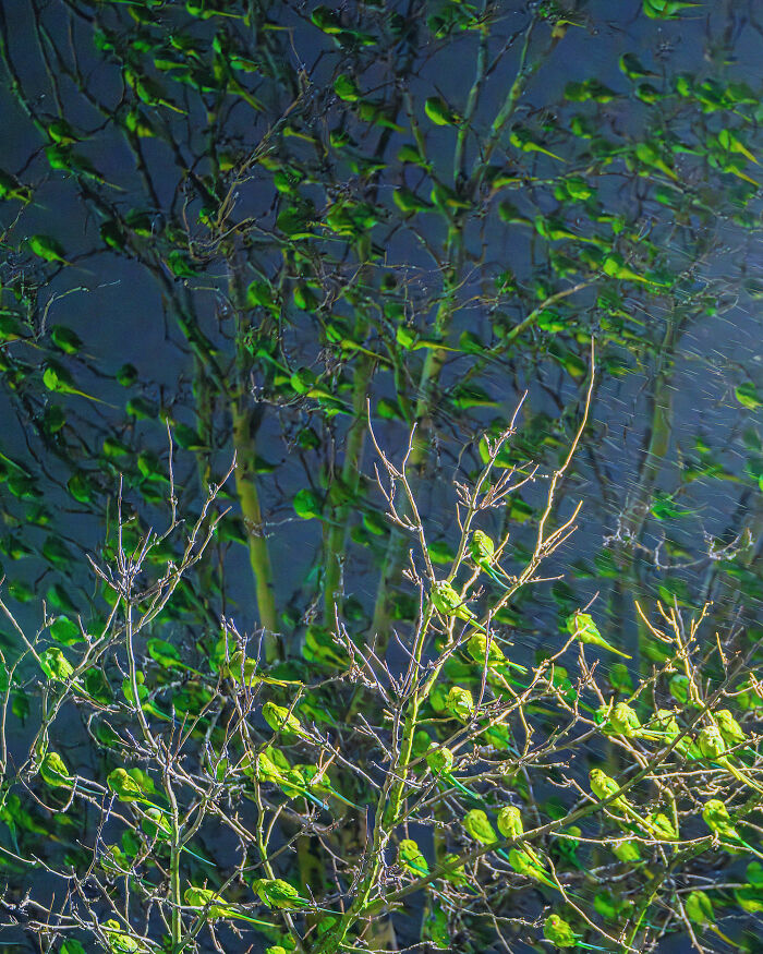 Don't Be Fooled, You See Leaves On A Tree In London In Winter, Not 1,000 Green Parrots