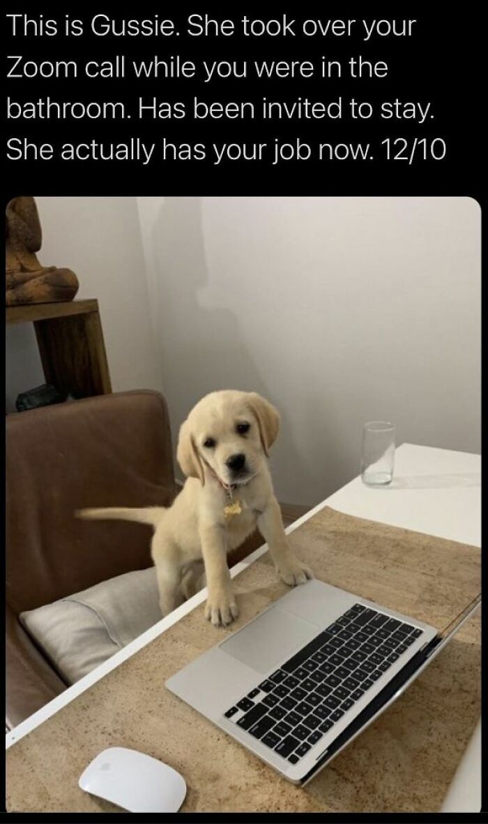 Puppy standing on chair at desk with laptop and mouse, showcasing adorable cute dogs posts work takeover moment.