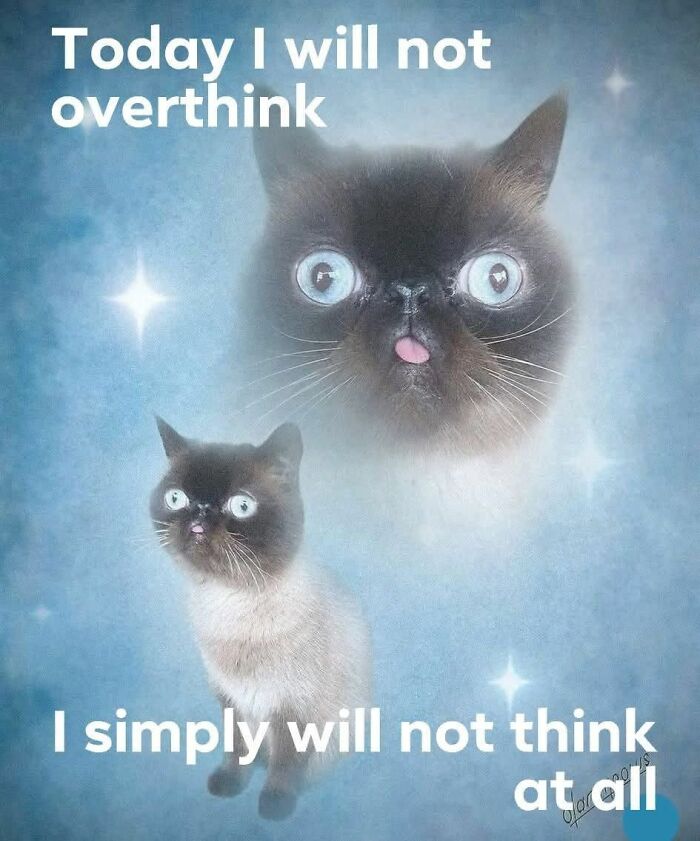 Cute and sweet animal memes featuring a wide-eyed cat with the caption about not overthinking or thinking at all.