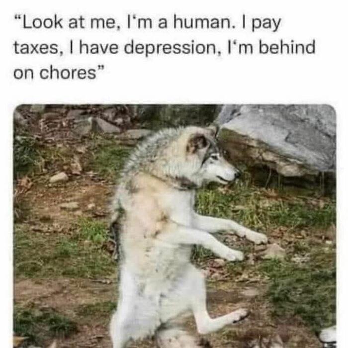 Cute and sweet animal meme shows a wolf standing on hind legs with a humorous caption about being human and chores.