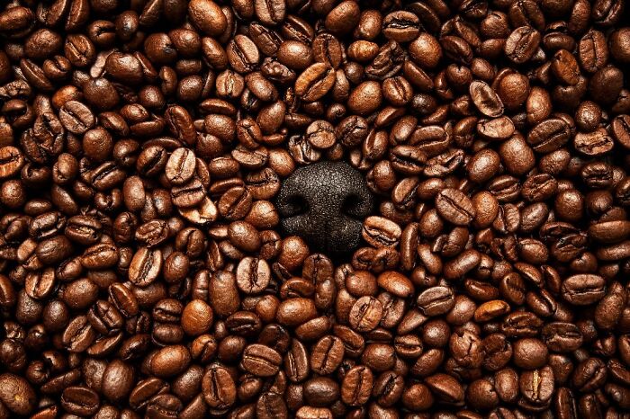 Close-up of a dog's nose surrounded by a pile of glossy roasted coffee beans, showcasing unique pet photography.