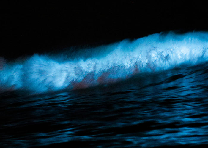 Bioluminescent ocean wave glowing bright blue at night, capturing creepy and mysterious phenomena in remote places.