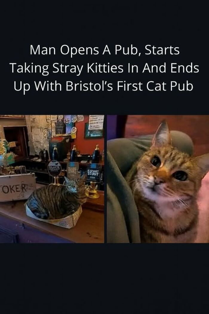 Tabby cat behaving like a jerk lounging in a pub setting, highlighting funny moments cat owners caught their pets acting up.