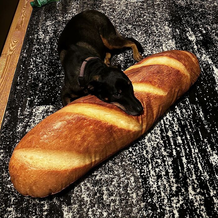  Cutting Carbs Out Of Their Diet Does Not Mean They Have To Stop Snuggling With Them Thanks To The Bread Shape Pillow And Its Soft Gluten-Free Crust