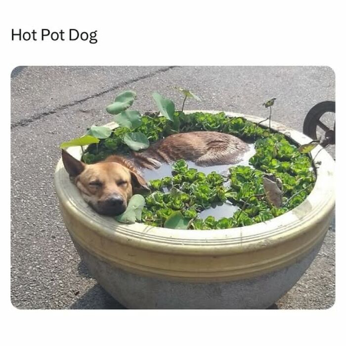 Dog resting comfortably in a large planter filled with water and greenery, a charming cute dogs posts moment.