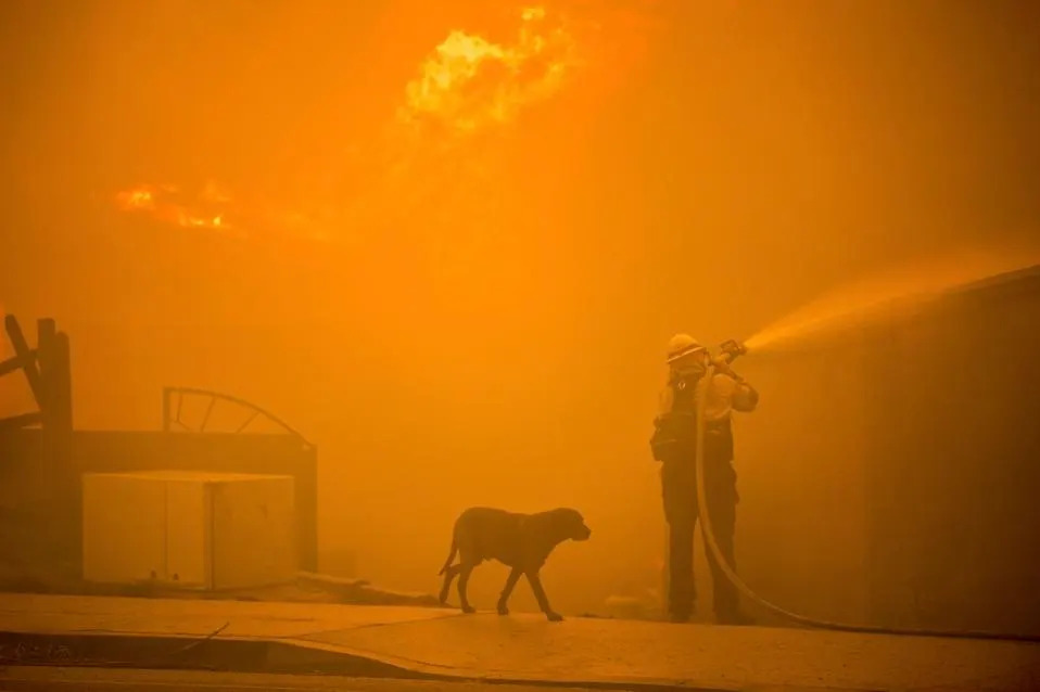 I Watched A Dog Trapped In A Burning Neighborhood And We Pulled Him Out Just In Time