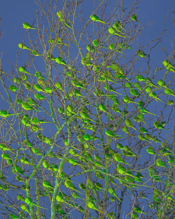 Don't Be Fooled, You See Leaves On A Tree In London In Winter, Not 1,000 Green Parrots
