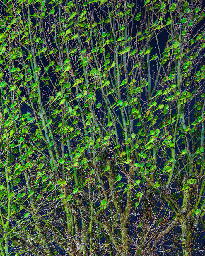 Don't Be Fooled, You See Leaves On A Tree In London In Winter, Not 1,000 Green Parrots