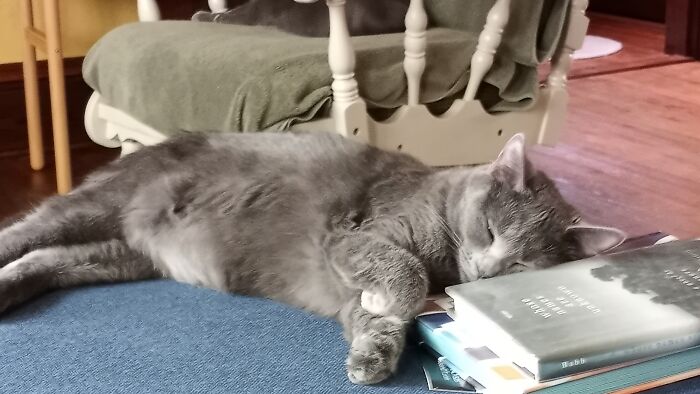 Reading Makes Abby Sleepy