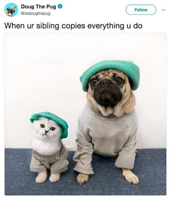 Pug and cat dressed alike in matching hats and sweaters illustrating sibling memes about copying each other.