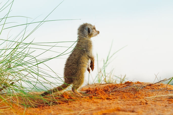 Dreamy Meerkat, Or The Dune View