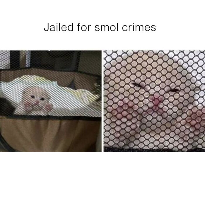 Two close-up images of a cute cat behind a mesh screen with text about small crimes in chaotic cat content.