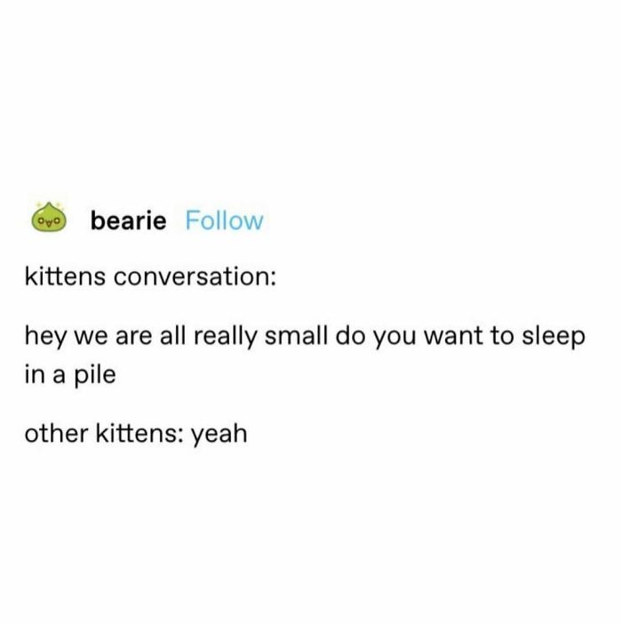 Text meme about kittens deciding to sleep together, showcasing cats being weird little guys humor.