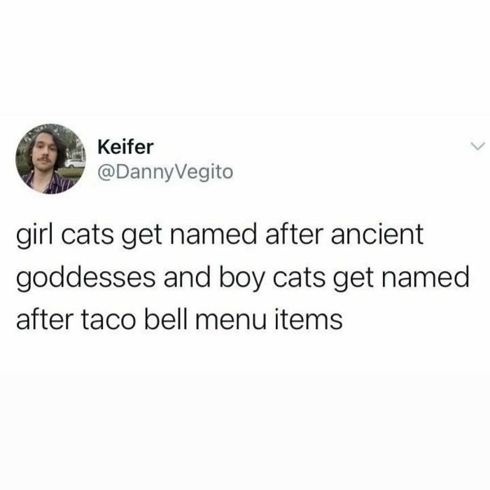 Text meme about cats being weird little guys, naming girl cats after goddesses and boy cats after Taco Bell menu items.