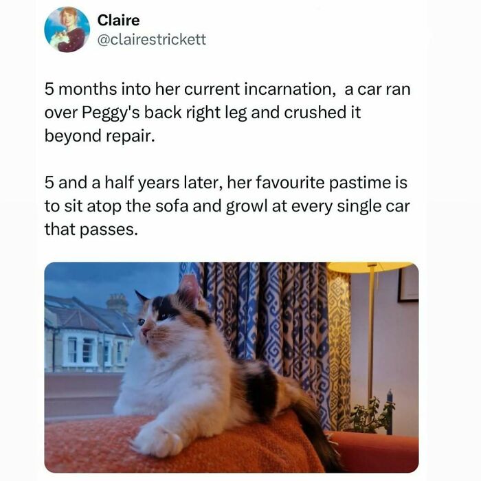 Calico cat with a crushed leg sits atop sofa looking outside, showing quirky behavior of weird little guys.