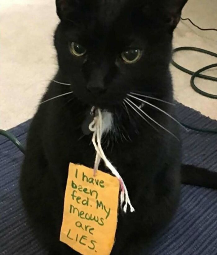 Black cat wearing a sign that reads I have been fed, my meows are lies, showcasing weird little guy cat humor.
