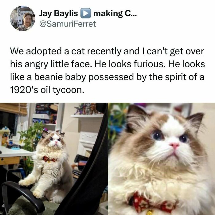Cat with an angry and funny expression sitting on a chair, showing weird little guy behavior in a home setting.
