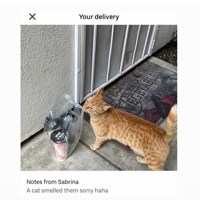 Orange cat sniffing a plastic delivery bag on a doorstep, showing typical weird little guy cat behavior.