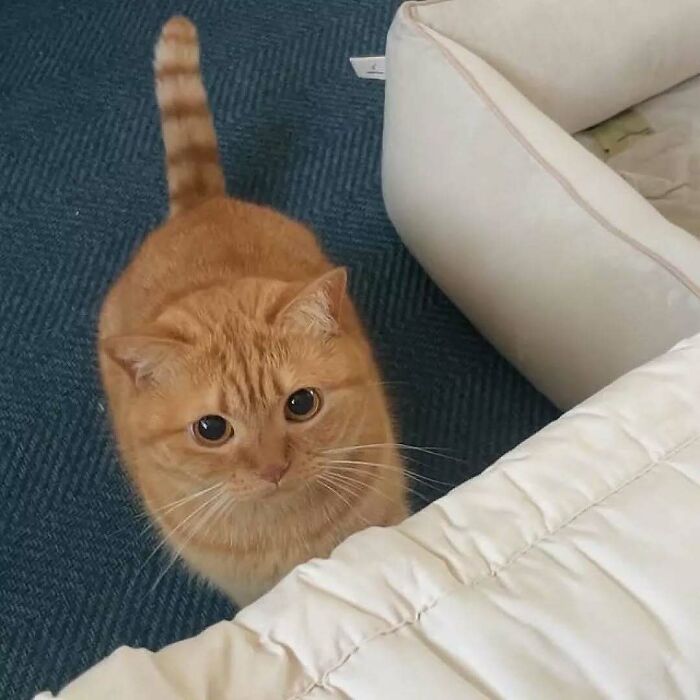 Adorable orange cat with big eyes standing on a blue carpet near a beige pet bed and white blanket indoors