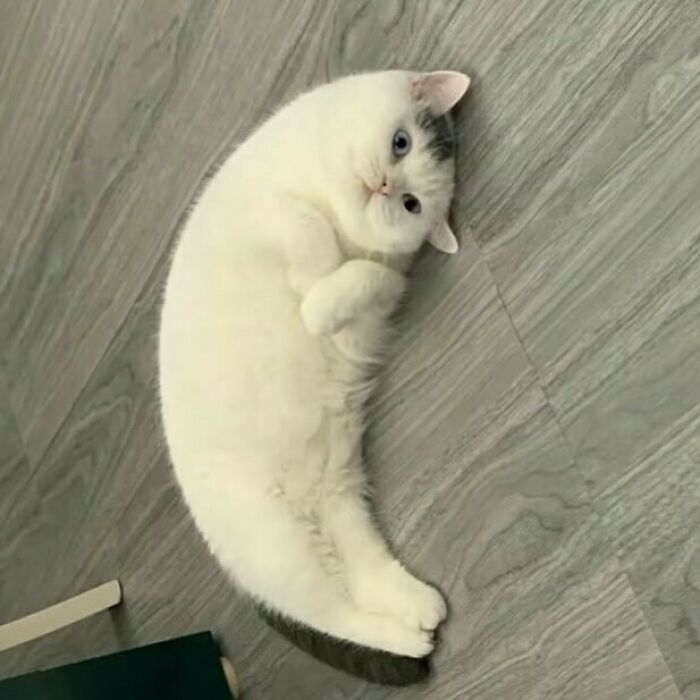 White cat lying on a wooden floor with a curious expression showing weird little guy cat behavior.