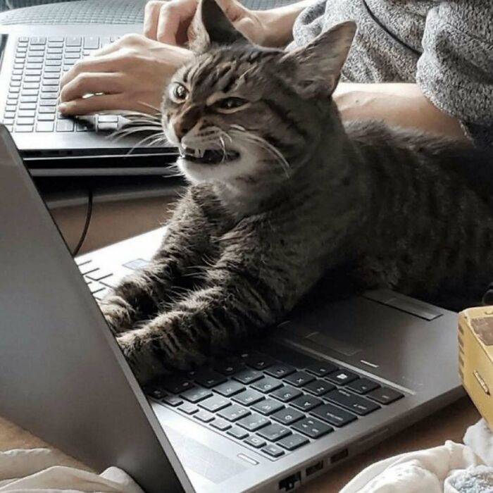 Tabby cat making a funny face while lying on a laptop keyboard, showcasing cats being weird little guys.