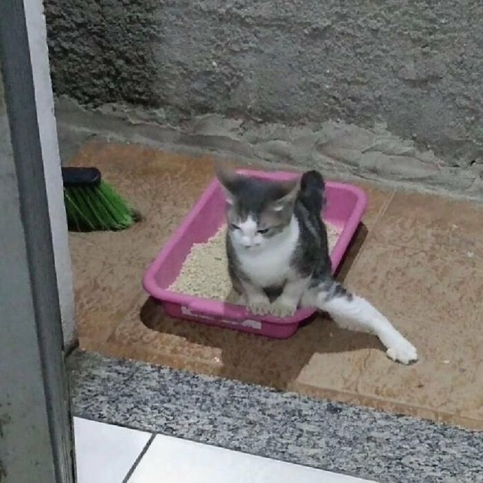 A cat sitting awkwardly in a pink litter tray with one leg stretched out on a tiled floor, showcasing weird little cat behavior.