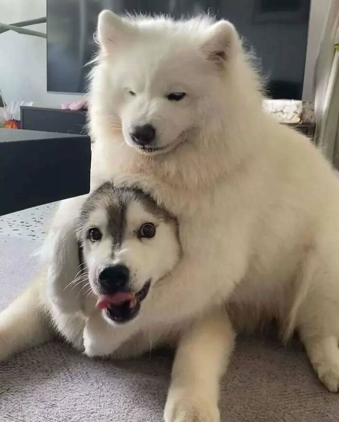 Two funny and adorable dogs playing together indoors, showcasing their cuteness and playful bond.