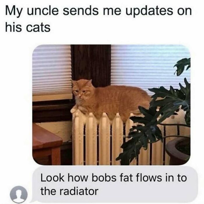 Orange cat lying awkwardly on a radiator with caption about cats being weird little guys and funny fat flow.