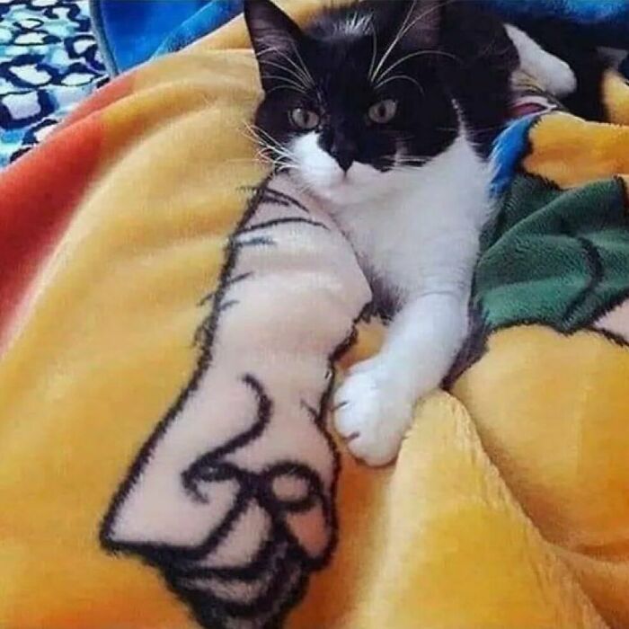 Black and white cat resting on a colorful blanket with a cartoon arm design, showcasing cats being weird little guys.