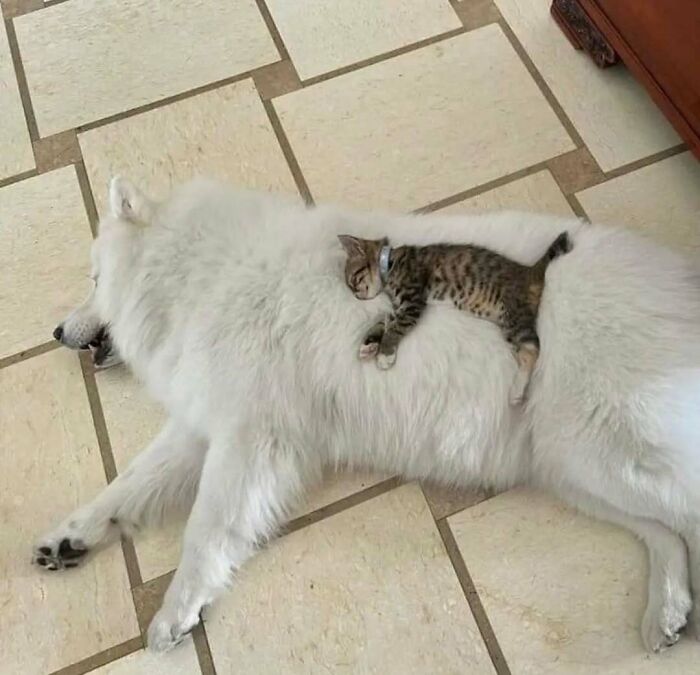 Kitten lying on a large white dog, showcasing one of the weird little guys in funny cat moments.