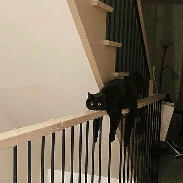 Black cat lying weirdly on railing with wide eyes, one of the funny memes of cats being weird little guys.
