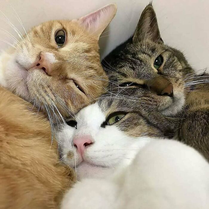 Three adorable cats cuddling closely together, showcasing funny and cute expressions that deserve the best snacks.