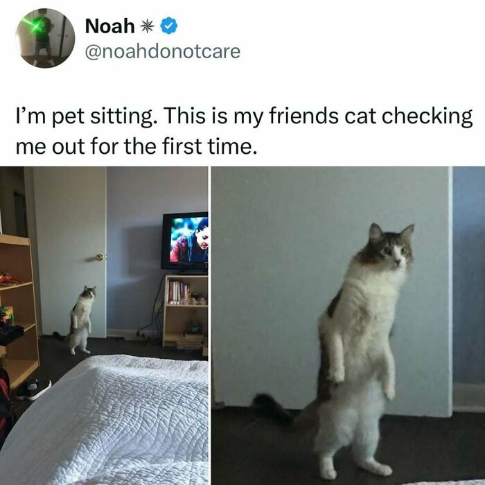 A cat standing upright on its hind legs, looking curious and weird, showcasing cats being weird little guys.