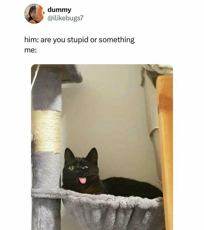 Black cat making a funny face with its tongue out, lying on a gray cat tree in a humorous cat meme.