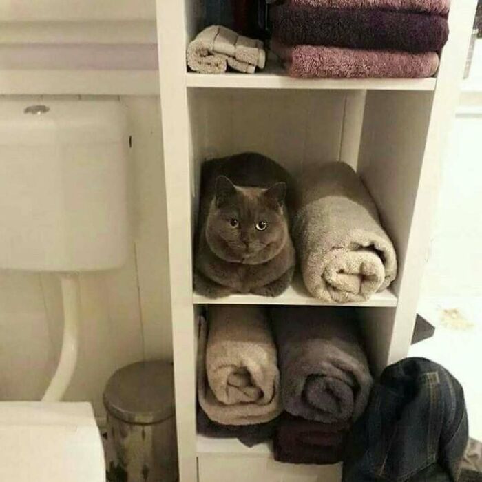 Gray cat blending in with rolled towels on shelf, showing cats being weird little guys in a cozy bathroom setting.