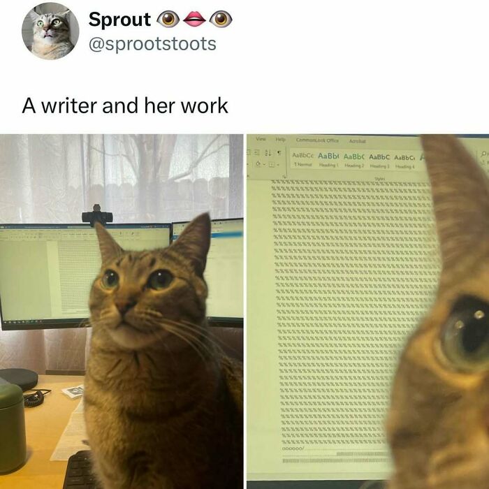 Cat sitting in front of a computer with a weird typed document on the screen, showing cats being weird little guys.