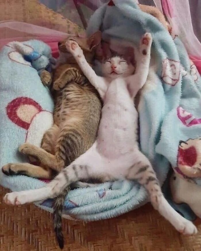 Two adorable cats lying on a soft blanket, one stretching with paws up, showcasing funny and cute pet moments.
