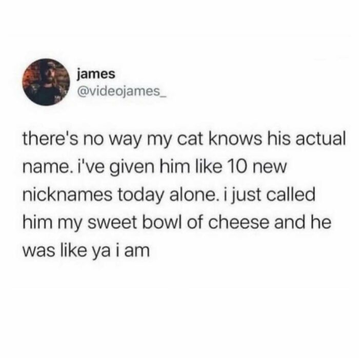 Social media post about cats being weird little guys with multiple nicknames and humorous interaction.