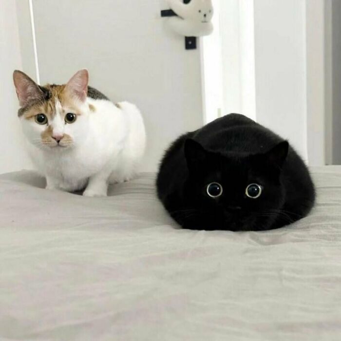 Two cats being weird little guys on a bed, one white with patches and one black with wide eyes staring ahead.