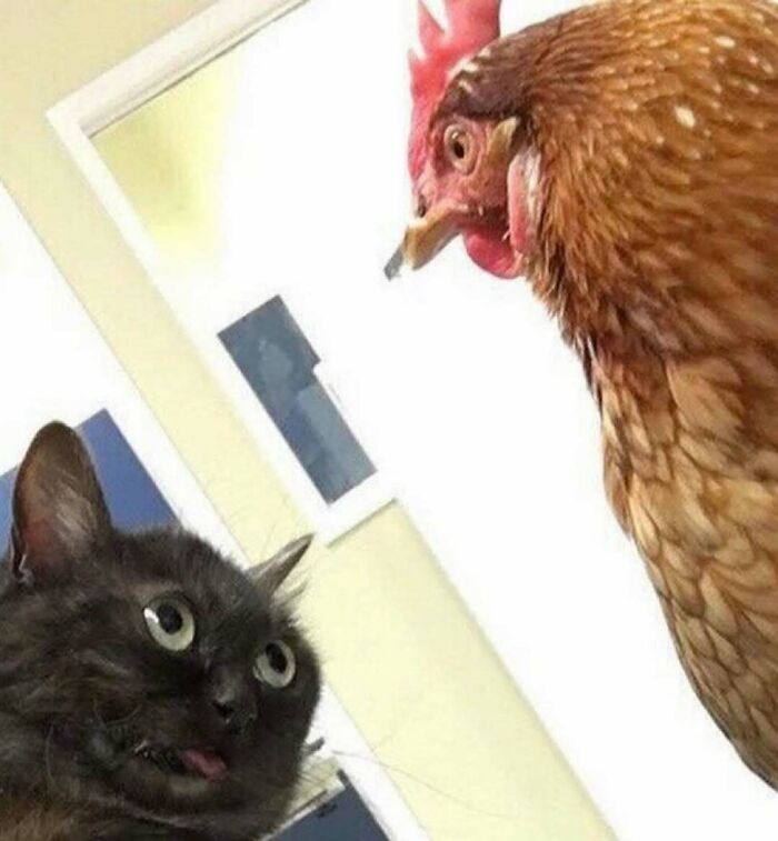 Black cat with a funny expression staring at a chicken inside a bright room, showcasing cats being weird little guys humor.