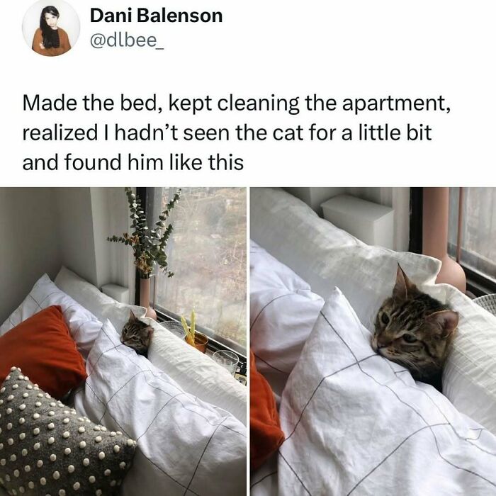 Cat hiding between couch cushions by the window, showcasing typical weird little guy behavior in a cozy home setting.