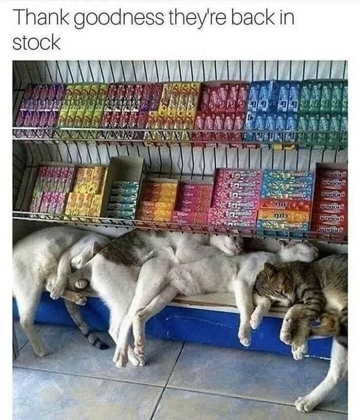 Three cats tangled and sleeping on a store floor beneath colorful candy shelves in cute and chaotic cat content.