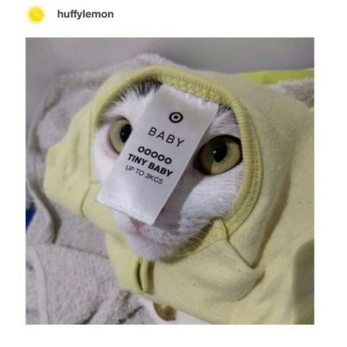 Cat wearing a yellow hoodie with a baby size tag on its face, perfect for cute and chaotic cat content lovers.